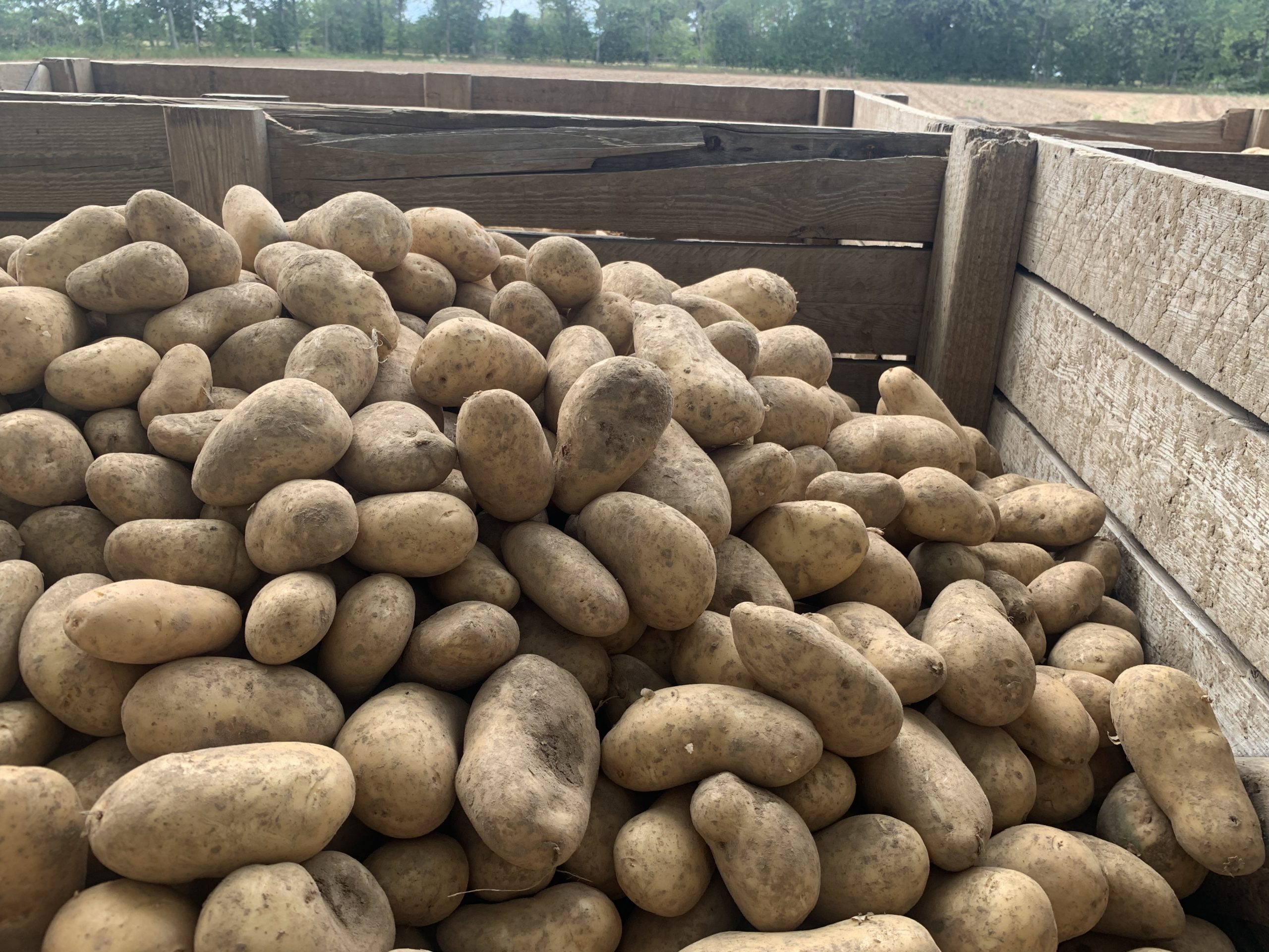 Jersey Potatoes – Royal Mash
